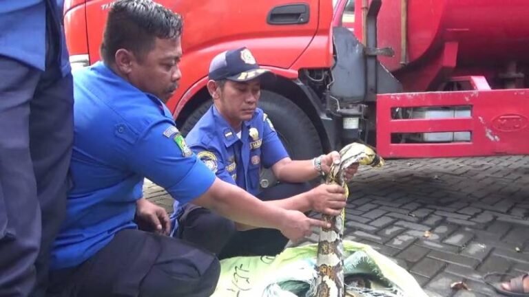 Ular sanca 100 kg dievakuasi petugas Damkar Ciledug dari rumah warga
