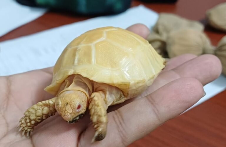 Wn thailand di tahan bea cukai Soekarno hatta