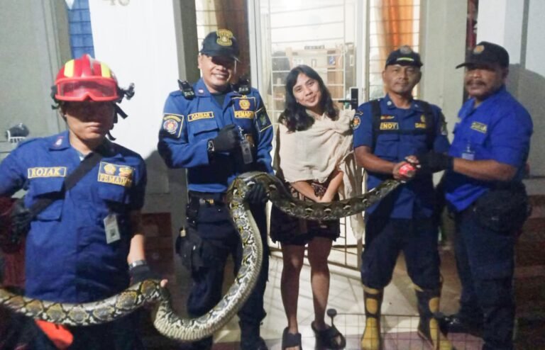Damkar tangkap ular sanca di perumahan warga