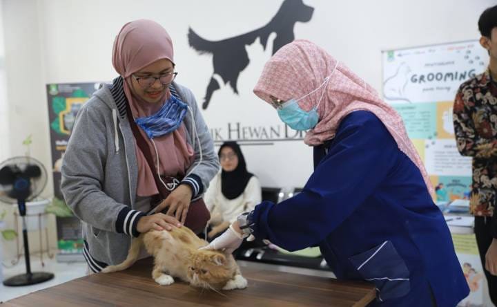 Puskeswan kota Tangerang gelar steril gratis pada hewan kucing