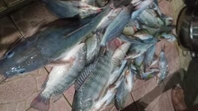 Ikan-ikan di sungai Cisadane mati karena tercemar bahan kimia