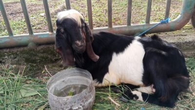 Jelang iduladha petugas DKP Kota Tangerang turunkan satgas kesehatan.