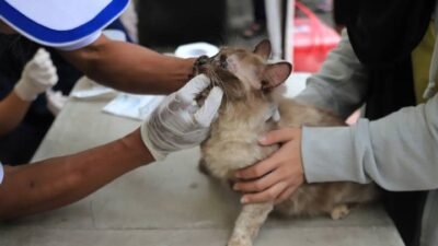 Cegah Penyakit Rabies, DKP kota Tangerang gelar vaksinasi