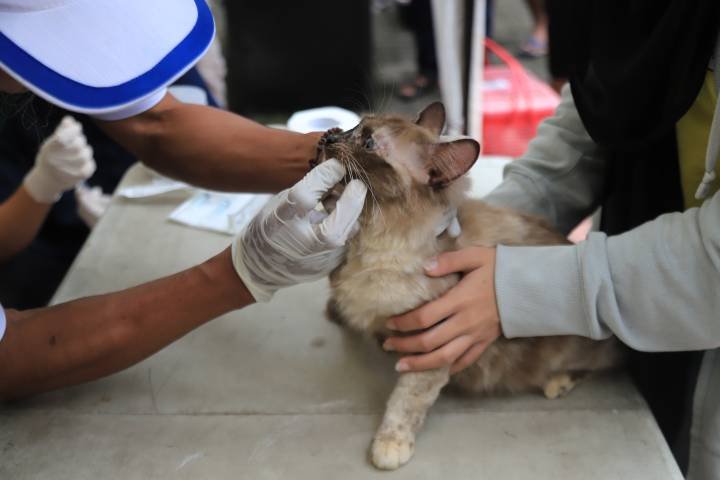 Cegah Penyakit Rabies, DKP kota Tangerang gelar vaksinasi