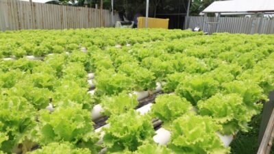 DKP kota Tangerang dorong masyarakat urban farming untuk perkuat ketahanan pangan